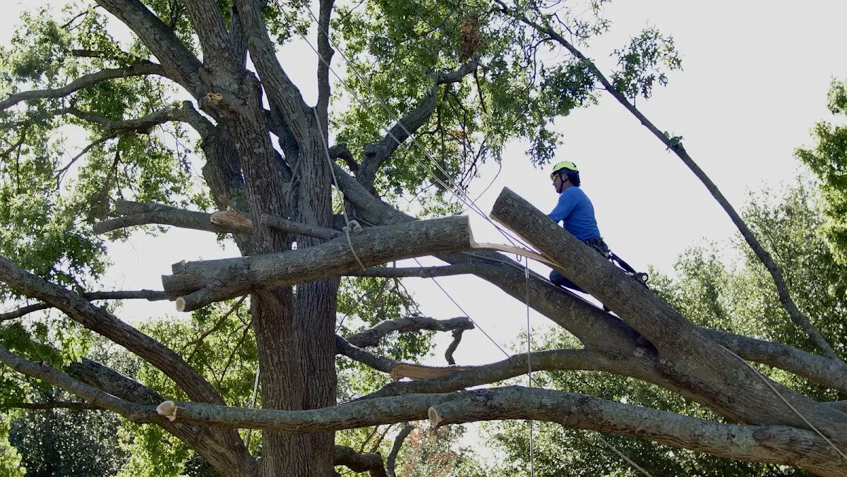 Professional Crown Thinning performed by certified arborists in Darden